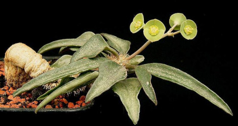 Euphorbia francoisii