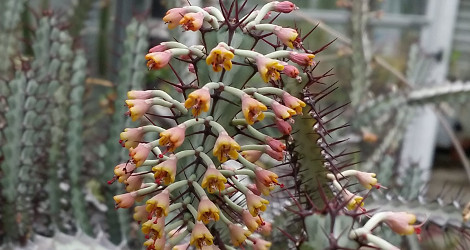 Euphorbia greenwayi var. greenwayi