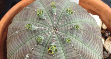 Euphorbia obesa ssp. obesa