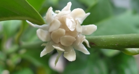 Eupomatia laurina