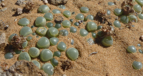 Fenestraria rhopalophylla