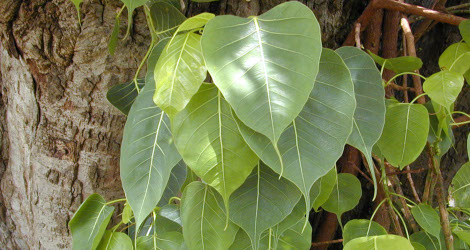 Ficus religiosa