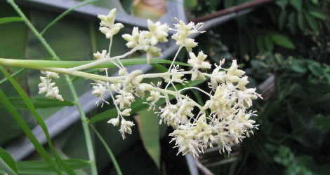 Flagellaria indica