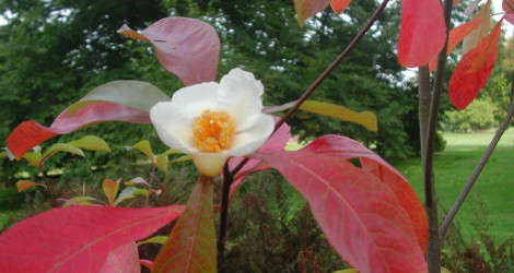 Franklinia alatamaha