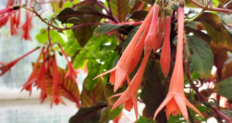 Fuchsia triphylla