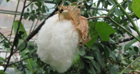 Gossypium barbadense