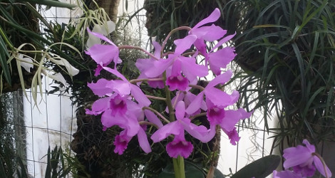 Guarianthe bowringiana