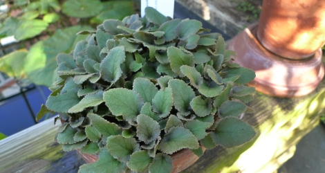 Gunnera prorepens