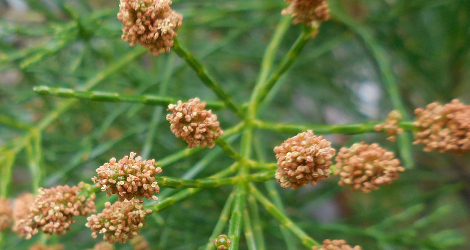 Gymnostoma deplancheanum