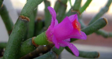 Hatiora herminiae