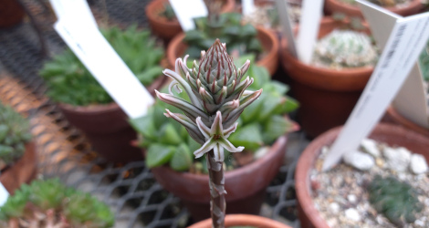 Haworthia retusa