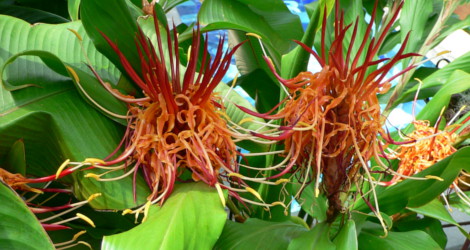 Hedychium longicornutum