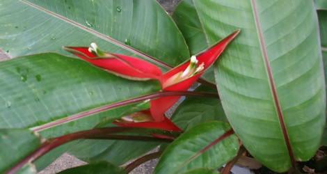 Heliconia stricta cv. Dwarf Jamaican