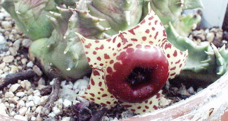 Huernia plowesii