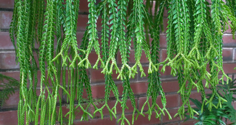 Huperzia obtusifolia