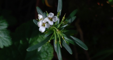 Iberis sempervirens