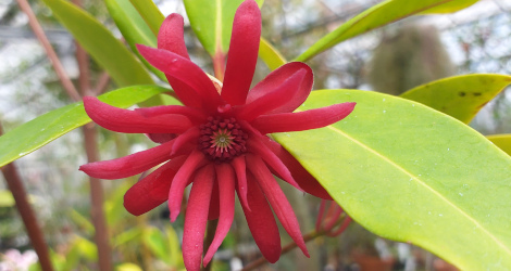 Illicium floridanum