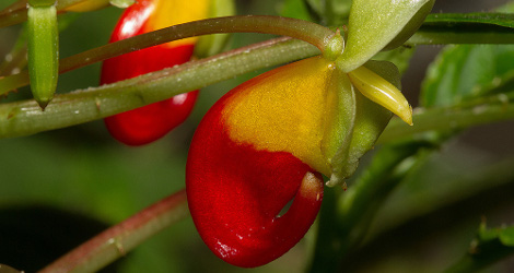 Impatiens niamniamensis