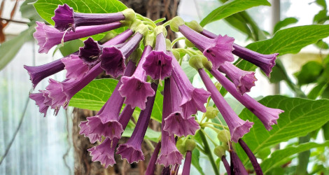 Iochroma cyaneum Royal Blue