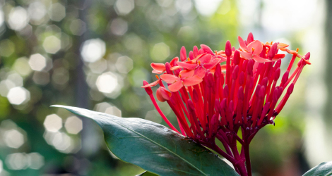 Ixora javanica