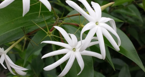 Jasminum laurifolium var. laurifolium