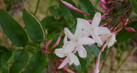 Jasminum polyanthum