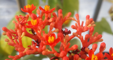 Jatropha podagrica