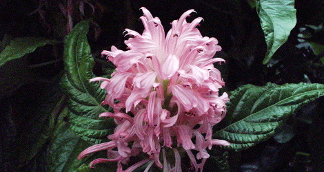 Justicia carnea