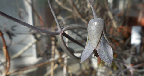 Kalanchoe beauverdii