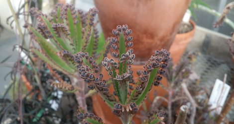 Kalanchoe daigremontiana