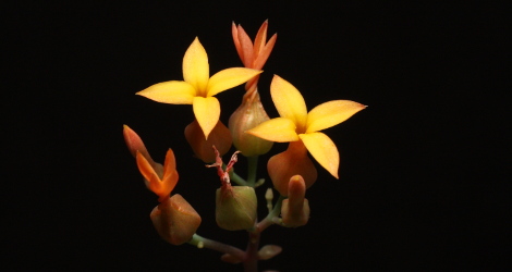 Kalanchoe rotundifolia