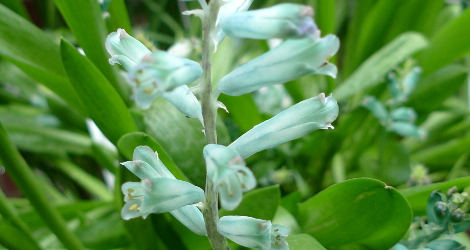 Lachenalia viridiflora