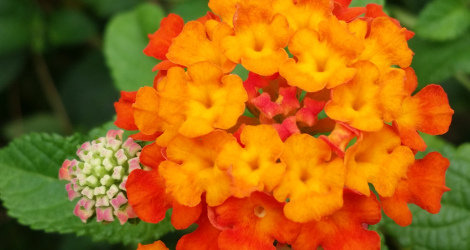 Lantana camara