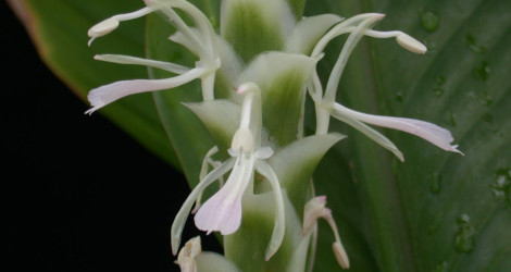 Larsenianthus careyanus