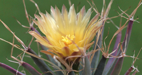 Leuchtenbergia principis