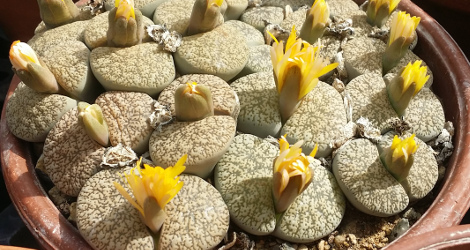 Lithops lesliei v. venteri