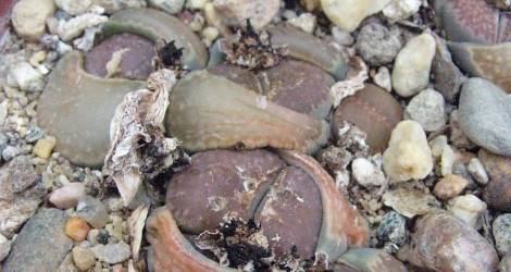 Lithops salicola