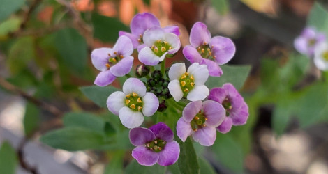 Lobularia maritima