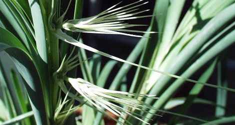 Lomandra longifolia