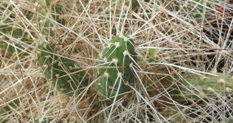 Maihueniopsis atacamensis