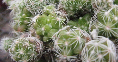 Mammillaria gracilis ssp. minima