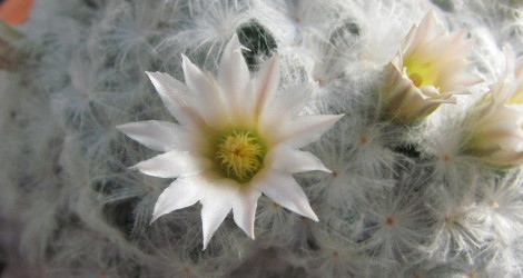 Mammillaria plumosa