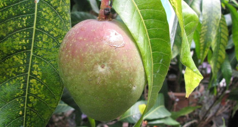 Mangifera indica