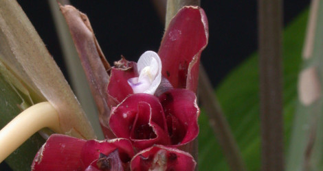 Marantochloa conferta