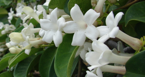 Marsdenia floribunda