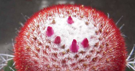 Melocactus azureus