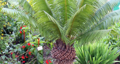 Microcycas calocoma