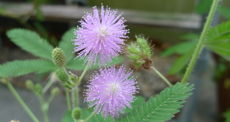 Mimosa pudica