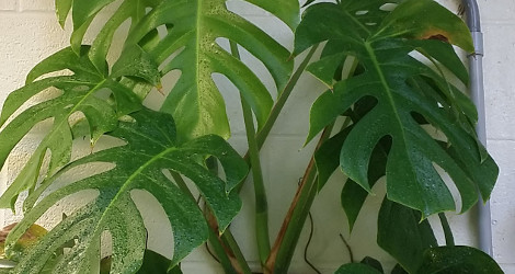 Monstera deliciosa