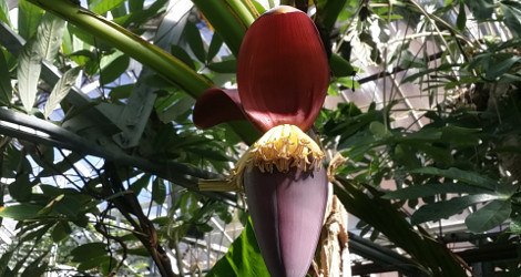 Musa sikkimensis